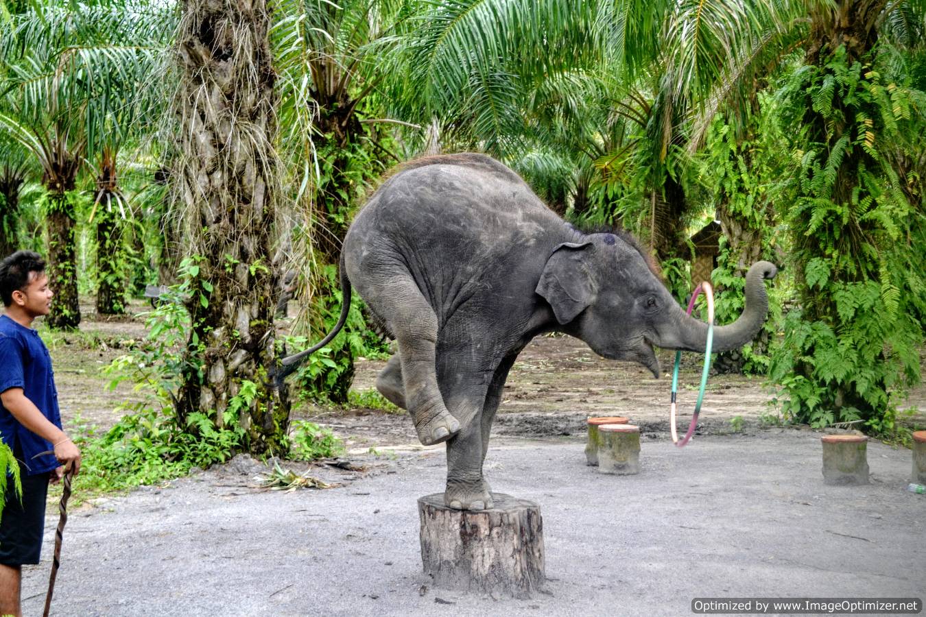 Plimbarea pe şi cu elefanţi în Krabi – Thailanda